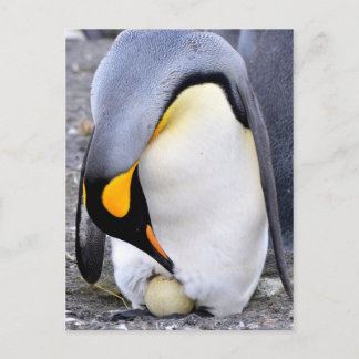 King Penguin met Egg Briefkaart