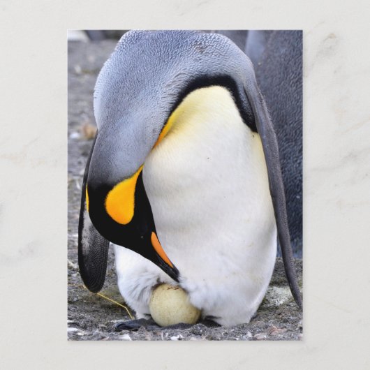 King Penguin met Egg Briefkaart (Voorkant)