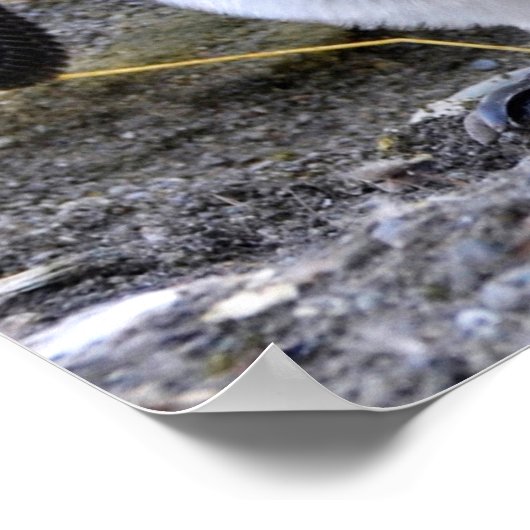 King Penguin met Egg Poster (Hoek)