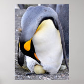 King Penguin met Egg Poster (Voorkant)