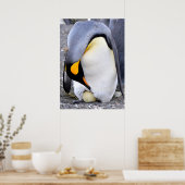 King Penguin met Egg Poster (Keuken)
