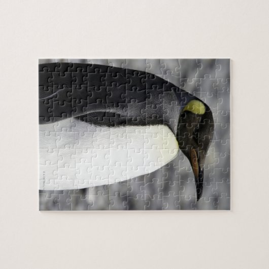King Penguin, Salisbury Plain, Zuid-Georgië Legpuzzel (Horizontaal)