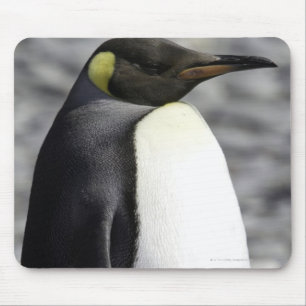 King Penguin, Salisbury Plain, Zuid-Georgië Muismat