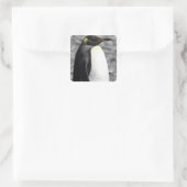 King Penguin, Salisbury Plain, Zuid-Georgië Vierkante Sticker (Tas)