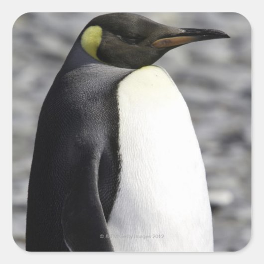 King Penguin, Salisbury Plain, Zuid-Georgië Vierkante Sticker (Voorkant)