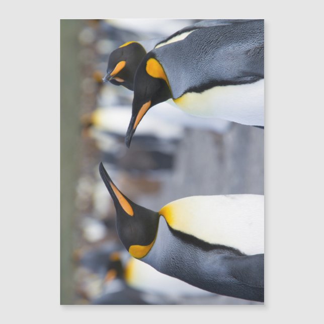 King Penguins (Voorkant)