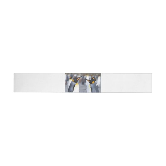 King Penguins (Individueel)