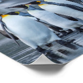 King Penguins- Antarctica Poster (Hoek)
