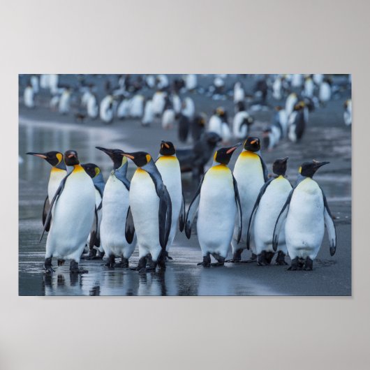 King Penguins- Antarctica Poster (Voorkant)