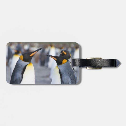 King Penguins Bagagelabel (Achterkant horizontaal)
