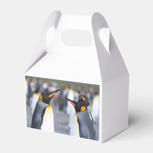 King Penguins Bedankdoosjes (Achterkant)