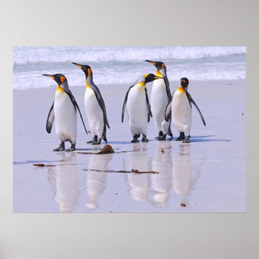 King Penguins bij Beach Poster (Voorkant)