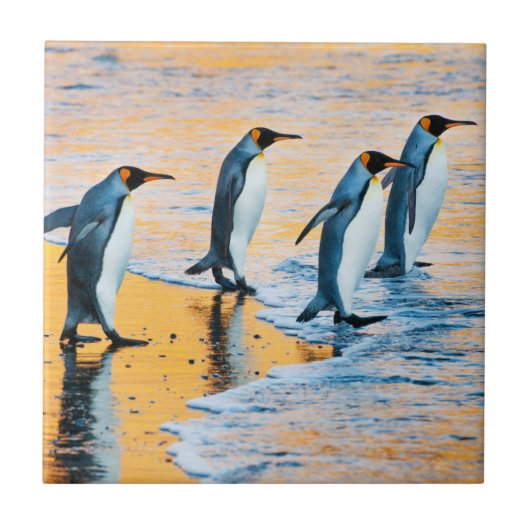 King Penguins bij Sunrise - tegel Tegeltje (Voorkant)