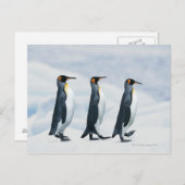 King Penguins die in één bestand lopen Briefkaart (Voorkant / Achterkant)