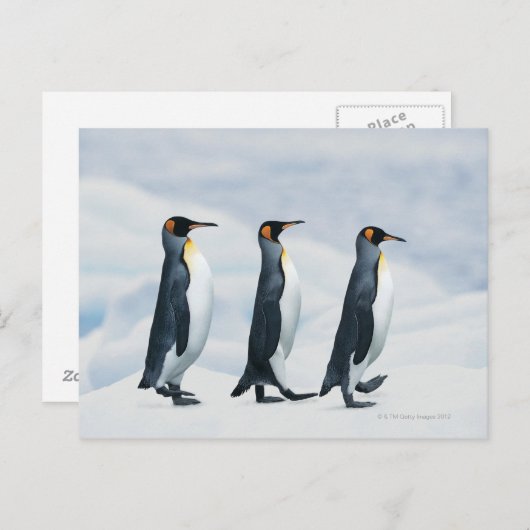 King Penguins die in één bestand lopen Briefkaart (Voorkant / Achterkant)