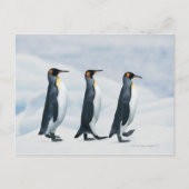 King Penguins die in één bestand lopen Briefkaart (Voorkant)