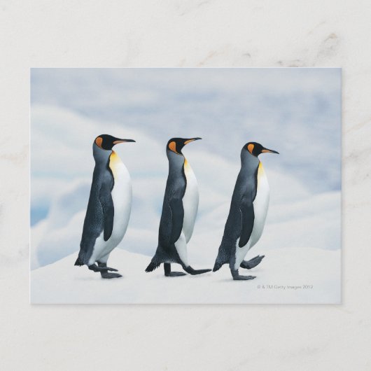 King Penguins die in één bestand lopen Briefkaart (Voorkant)