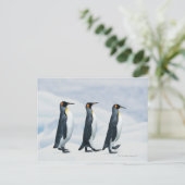 King Penguins die in één bestand lopen Briefkaart (Staand voorkant)