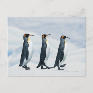 King Penguins die in één bestand lopen Briefkaart