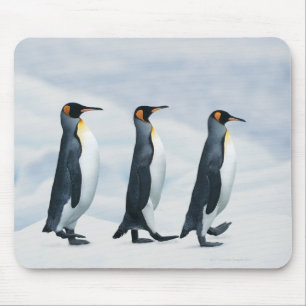 King Penguins die in één bestand lopen Muismat