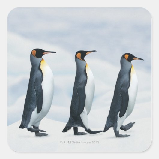 King Penguins die in één bestand lopen Vierkante Sticker (Voorkant)