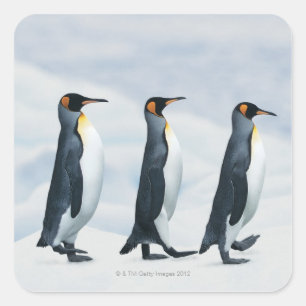 King Penguins die in één bestand lopen Vierkante Sticker