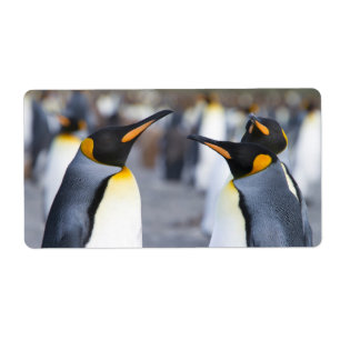 King Penguins Etiket