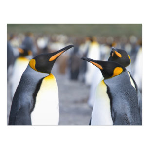 King Penguins Foto Afdruk