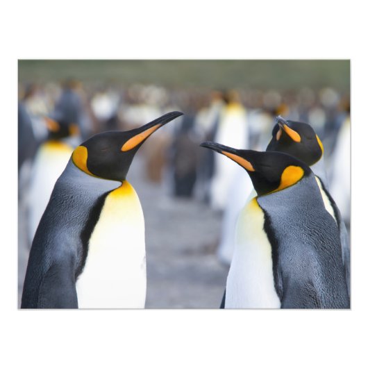 King Penguins Foto Afdruk (Voorkant)