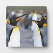 King Penguins Fotoplaat (Voorkant)