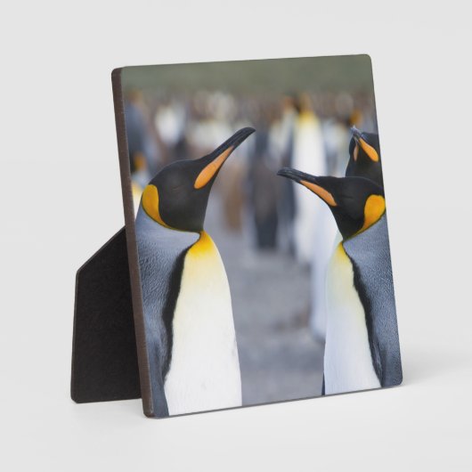 King Penguins Fotoplaat (Voorkant)