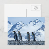 King Penguins in South Georgia Briefkaart (Voorkant / Achterkant)