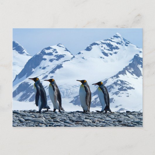King Penguins in South Georgia Briefkaart (Voorkant)