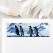 King Penguins in South Georgia Etiket (Insitu)
