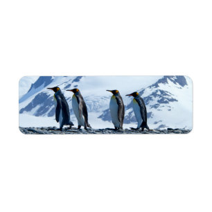 King Penguins in South Georgia Etiket