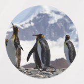 King Penguins in South Georgia Labels (Design 1)