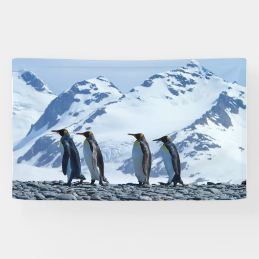 King Penguins in South Georgia Spandoek (Horizontaal)