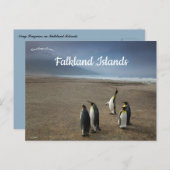 King Penguins on Falkland Islands Briefkaart (Voorkant / Achterkant)
