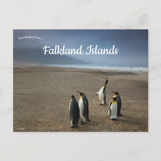 King Penguins on Falkland Islands Briefkaart (Voorkant)