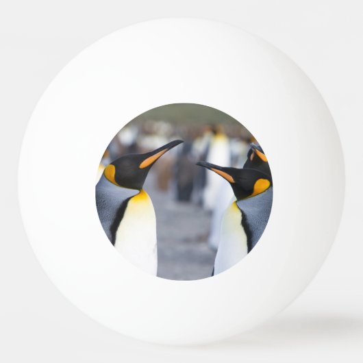 King Penguins Pingpongbal (Achterkant)