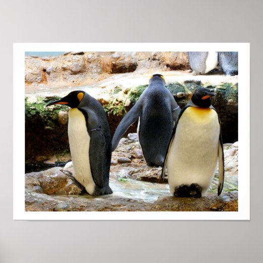 King Penguins Poster (Voorkant)