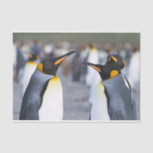 King Penguins Tissuepapier (Voorkant)