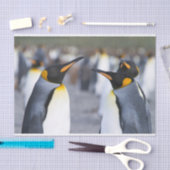 King Penguins Tissuepapier (Craft)
