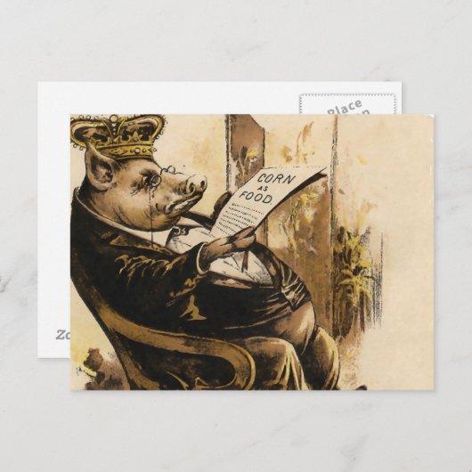 King Pig leest zijn krant Briefkaart (Voorkant / Achterkant)