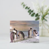 King pinguins briefkaart (Staand voorkant)