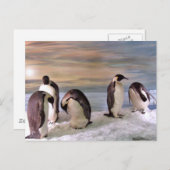 King pinguins briefkaart (Voorkant / Achterkant)