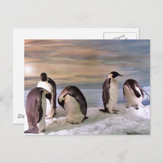 King pinguins briefkaart (Voorkant / Achterkant)