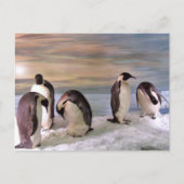 King pinguins briefkaart (Voorkant)
