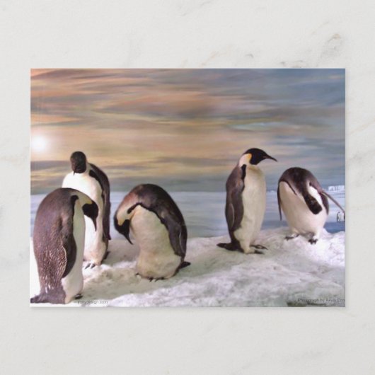 King pinguins briefkaart (Voorkant)
