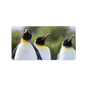 King pinguins etiket